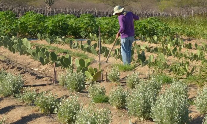 Justiça mantém posse de área de 5 mil hectares para União assentar 200 famílias em Mato Grosso