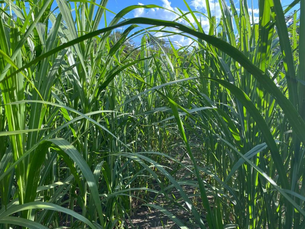 Tese apoiada pela Fapemat destaca viabilidade do capim-elefante para geração de energia na agroindústria