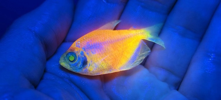 Operação apreende quase 60 mil peixes geneticamente modificados