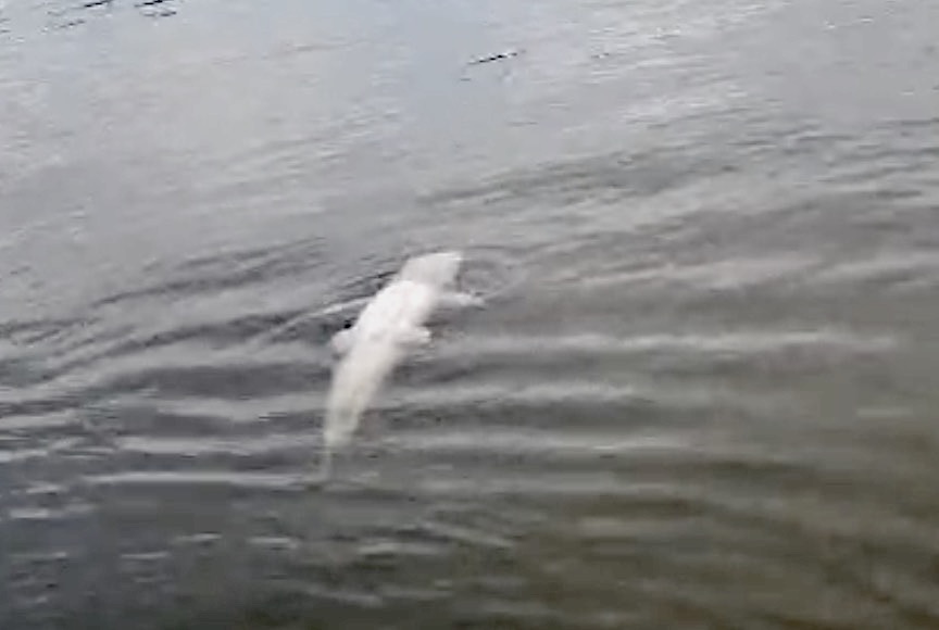 Sinop: SEMA recolhe amostra no Teles Pires e investiga mortandade de peixes