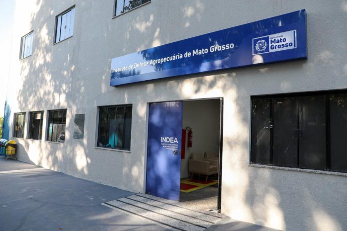 Mato Grosso segue livre da gripe aviária após teste negativo em Nova Brasilândia