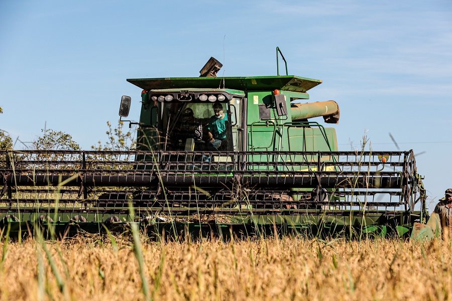 Mato Grosso lidera produção nacional de arroz de sequeiro e consolida modelo agrícola nas terras altas
