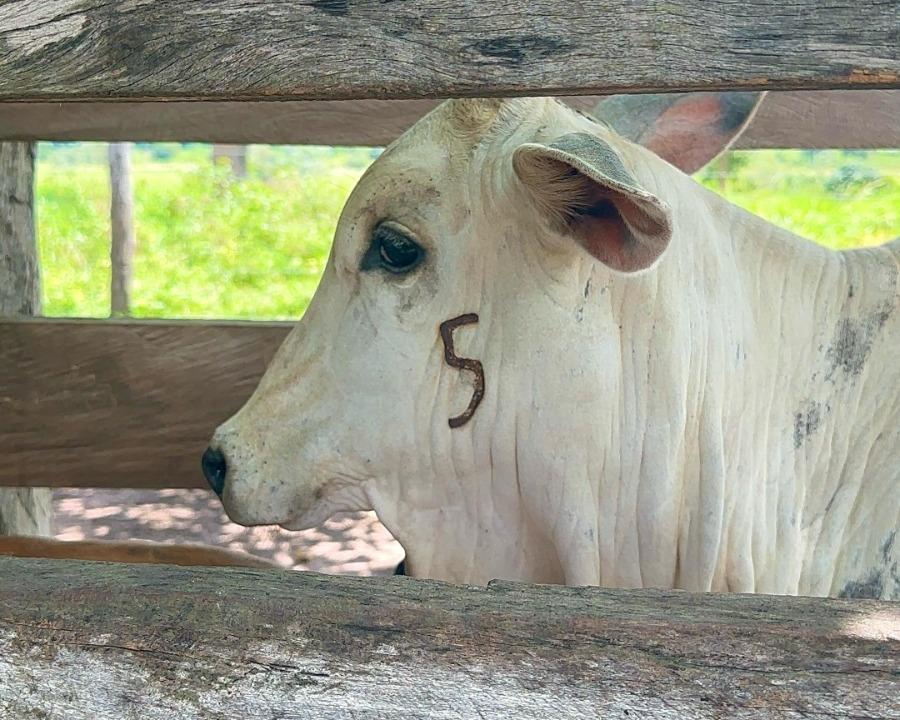Indea alerta pecuaristas para fim do prazo de vacinação contra brucelose em fêmeas jovens