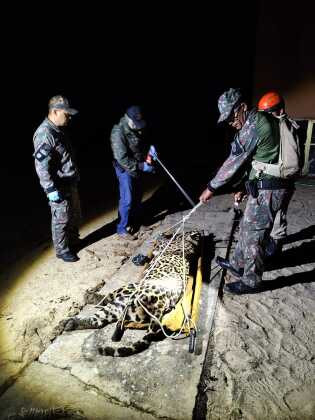 Onça-pintada que atacou e matou caseiro é capturada pela Polícia Militar Ambiental