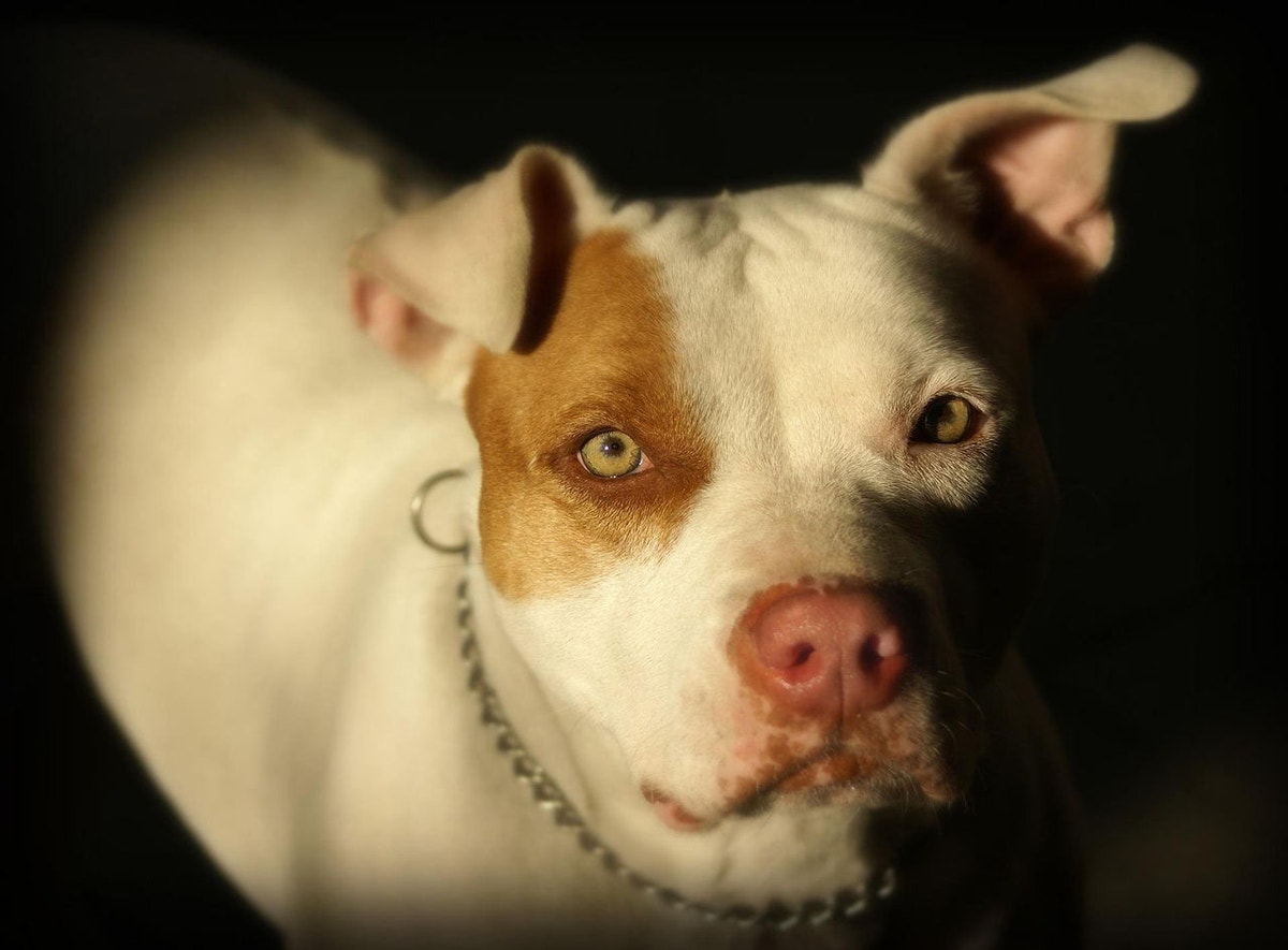 Pitbull ataca e mata criança de 2 anos no interior de São Paulo