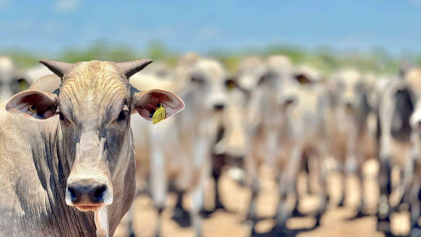 Arroba do boi gordo sobe em fevereiro e melhora poder de compra do pecuarista em Mato Grosso, aponta IMEA