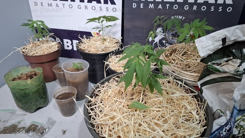 Estufa de maconha é descoberta e dois são presos por tráfico em operações da PM de Nova Mutum