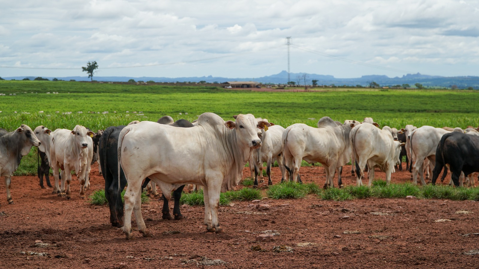 Pecuária de Mato Grosso deve girar R$ 42,1 bilhões em 2026 e ampliar espaço no agro estadual