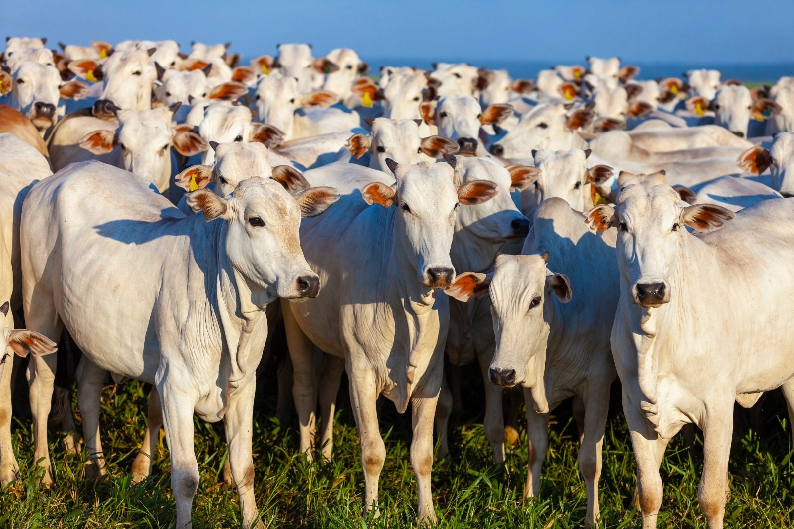 Envio de gado de Mato Grosso para abate fora do estado atinge o menor nível já registrado para março
