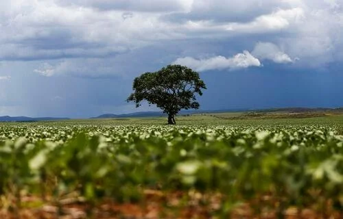 Produção de grãos de MT deve aumentar 4,3% na safra 2024/2025