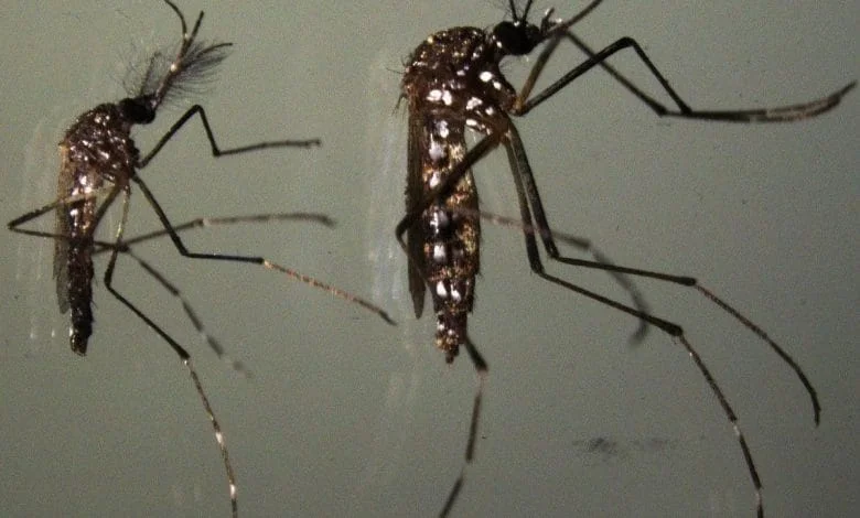 Dados indicam que dengue matou mais que a Covid-19 em 2024