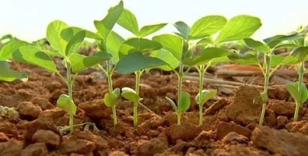 Falta de chuvas provoca atraso no plantio de soja e preocupa produtores em Mato Grosso