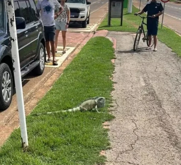 Bombeiros capturam iguana em calçada de Sorriso