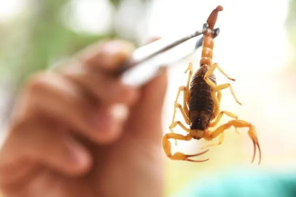 Chuvas em Mato Grosso Aumentam Risco de Picadas de Animais Peçonhentos