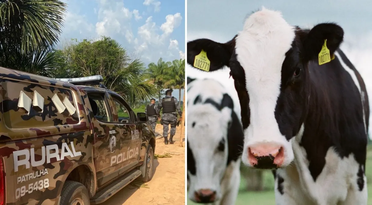Polícia prende quadrilha por tentativa de furto de gados em MT