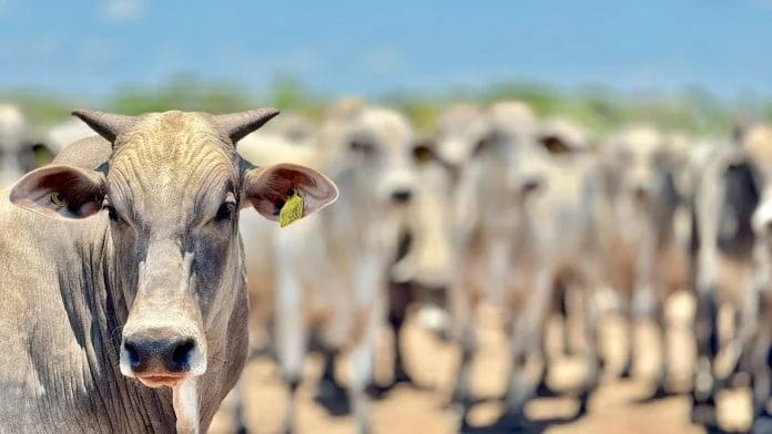 Mato Grosso registra aumento de 18,2% no abate de bovinos e mantém crescimento no setor pecuário, segundo IBGE