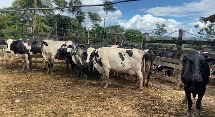 Alta Floresta: Agricultura e Pecuária eleva em 25% o número de propriedades atendidas com transferência de embriões na bovinocultura de leite 27 de dezembro de 2024