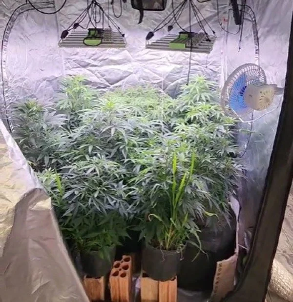 Força Tática Descobre Estufa de Maconha em Primavera do Leste