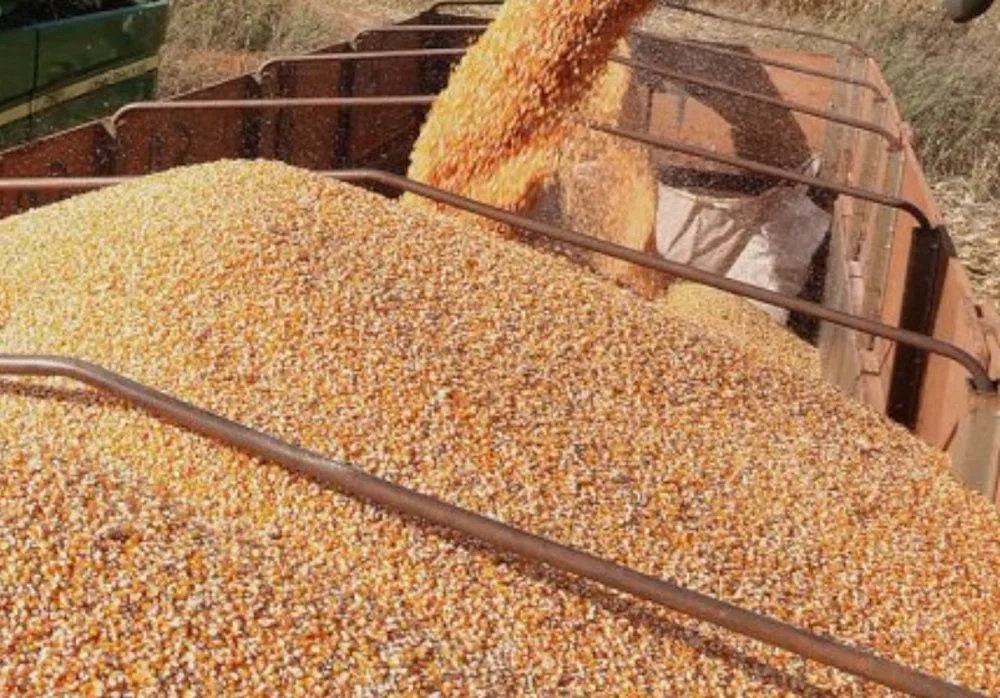 Venda da safra de milho em Mato Grosso chega a 93% e preço sobe