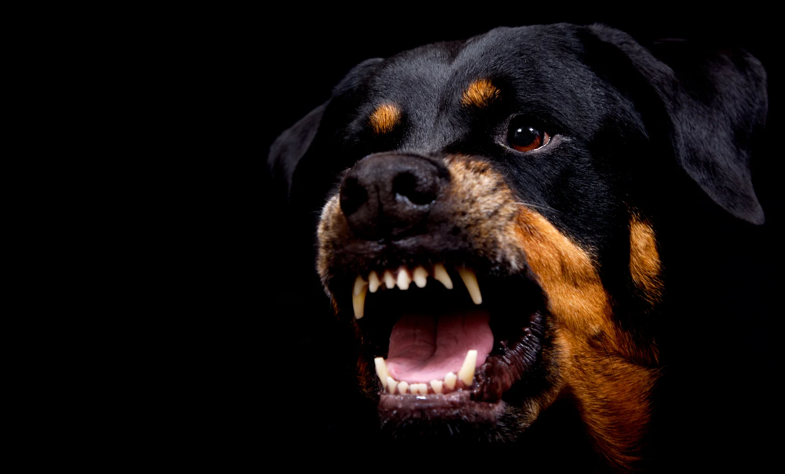 Mulher de 37 Anos Sofre Ataque de Cães em Colíder