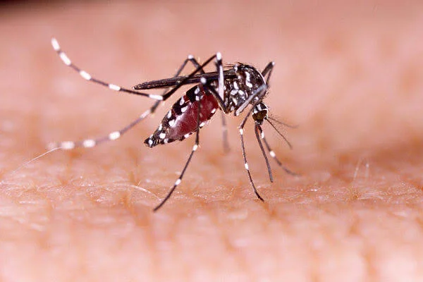 Casos de Dengue e Chikungunya Disparam em Mato Grosso: Autoridades Intensificam Medidas de Prevenção