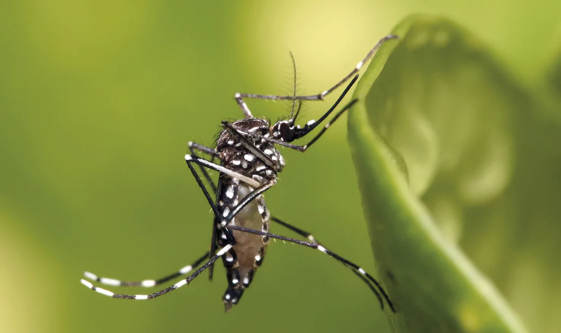 Em dois meses, MT supera total de mortes por chikungunya registradas em 2024