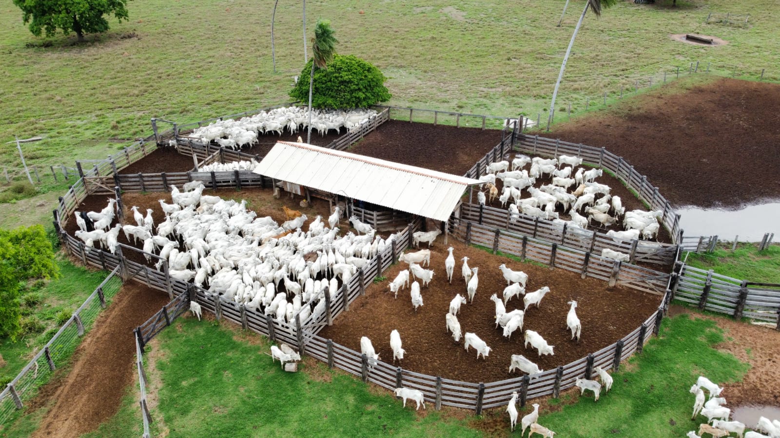 Mato Grosso registra maior abate bovino da história para um primeiro semestre, aponta Imea