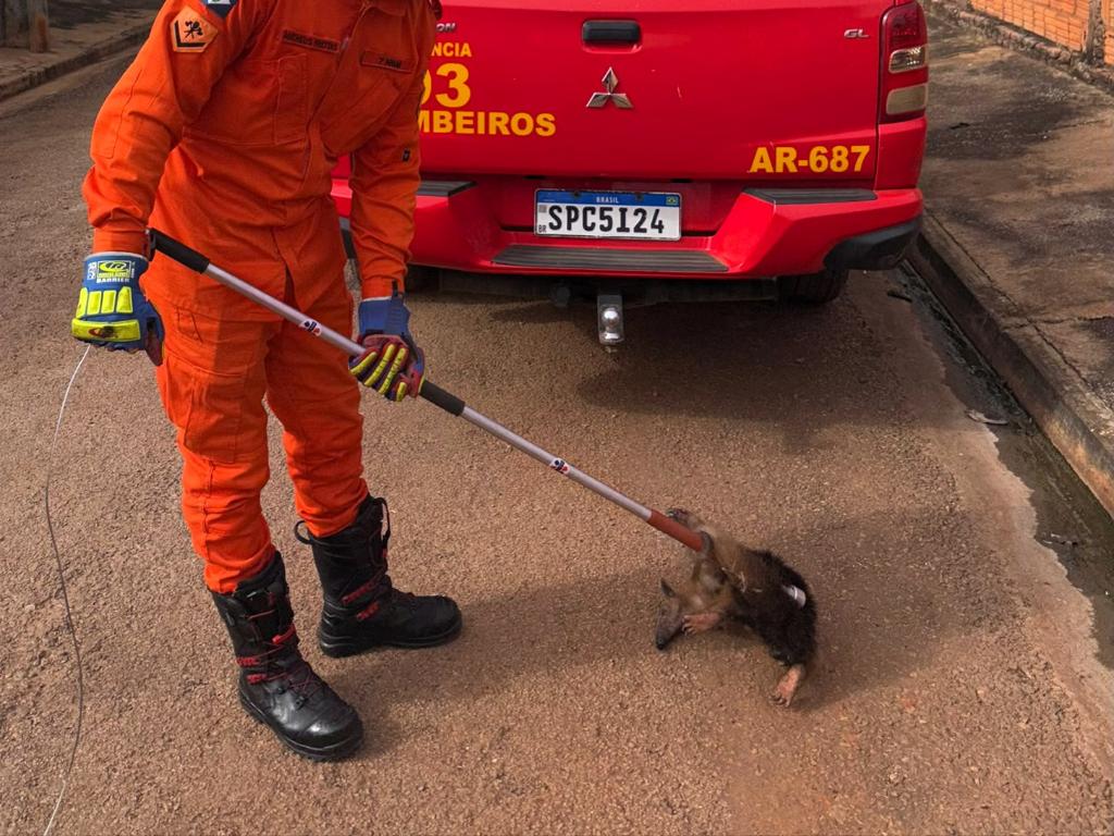 Bombeiros resgatam tamanduá em residência de Mirassol D’Oeste