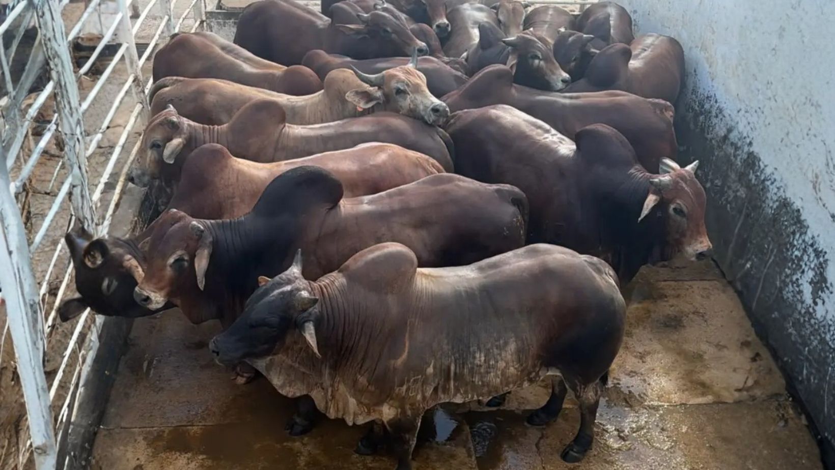 Cruzamento Nelore e Sindi impressiona com 25 arrobas em MT