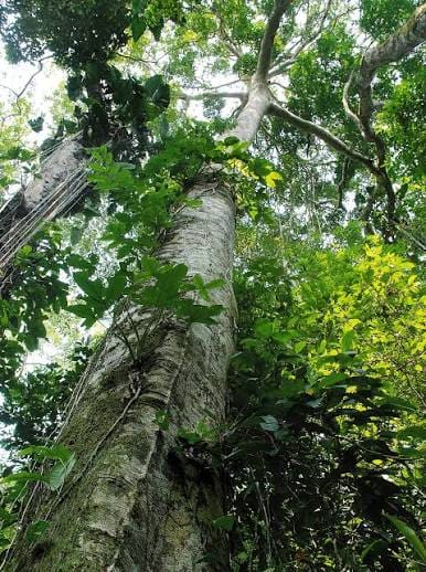 Guia inédito de identificação permite catalogar árvores nativas de Mato Grosso