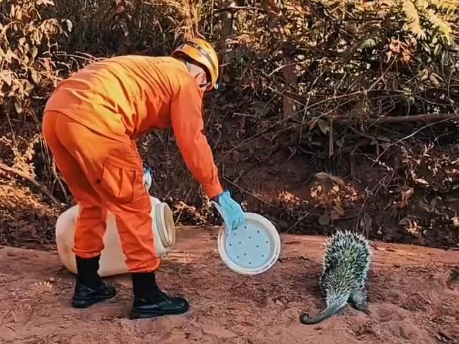 Bombeiros realizam resgates de preguiça e ouriço em Alta Floresta