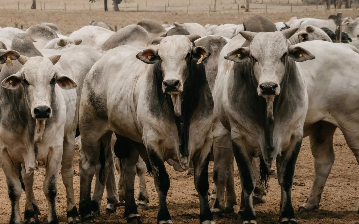Mercado de boi gordo opera com cautela enquanto produtores mantêm resistência nos preços