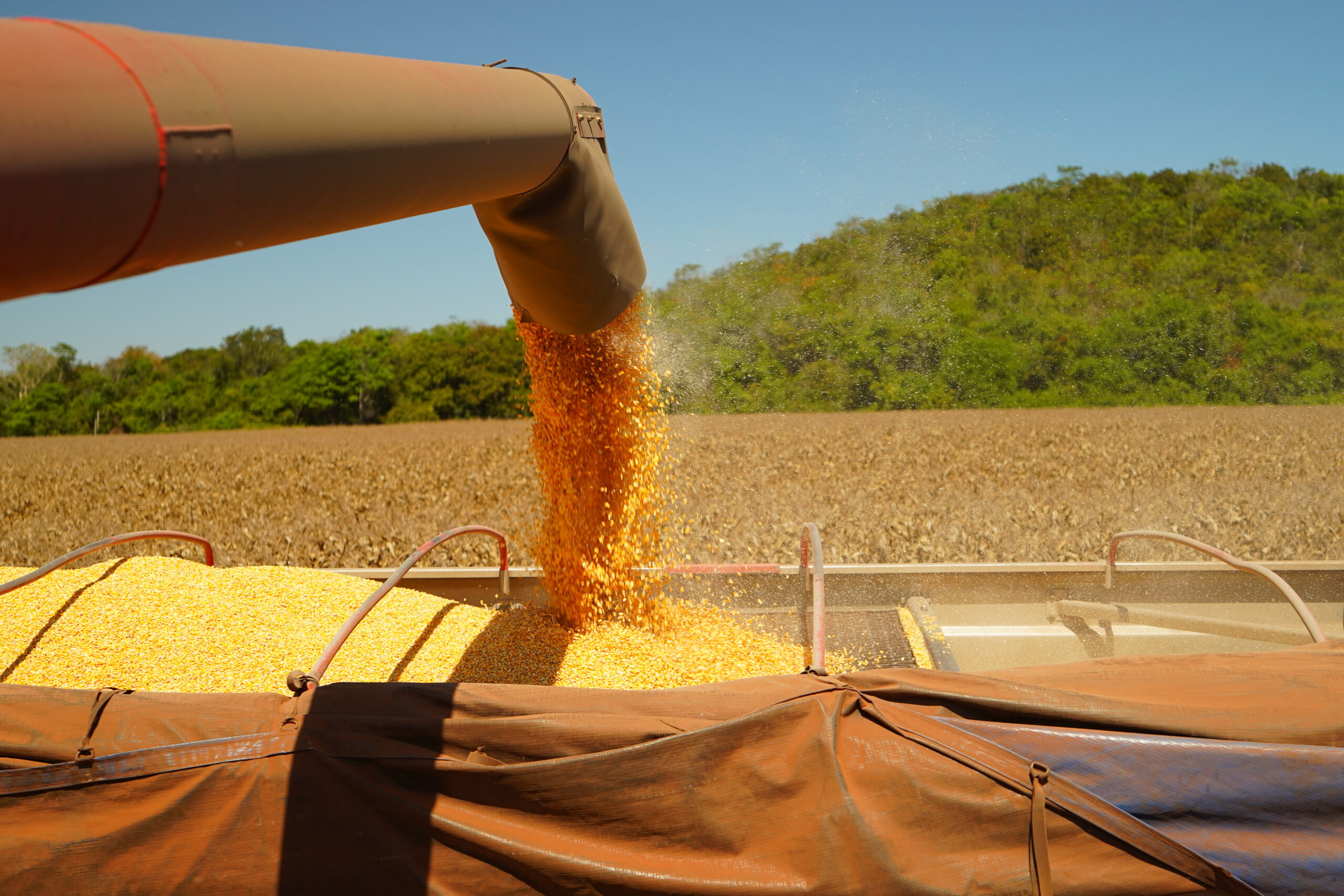 Mato Grosso impulsiona safra recorde de grãos e mantém liderança na produção de milho