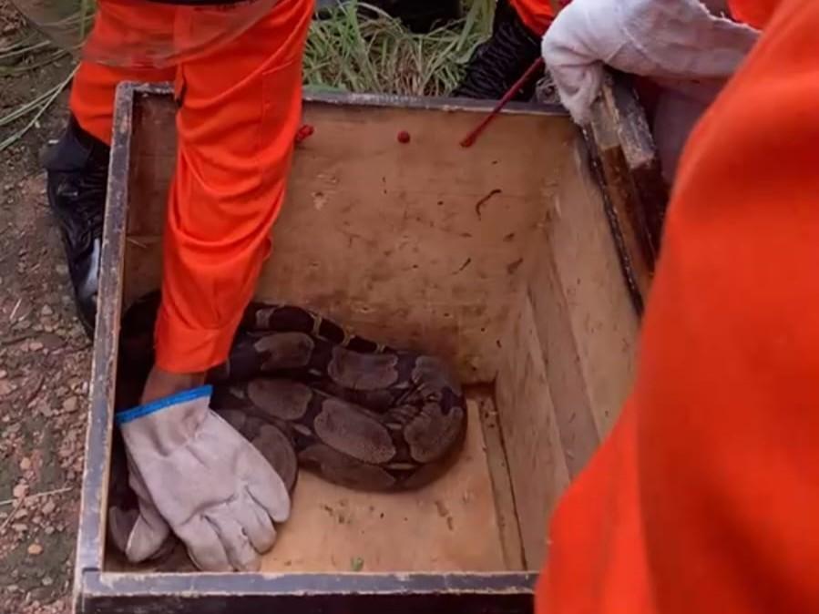 Bombeiros resgatam jiboia e preguiça em Guarantã do Norte