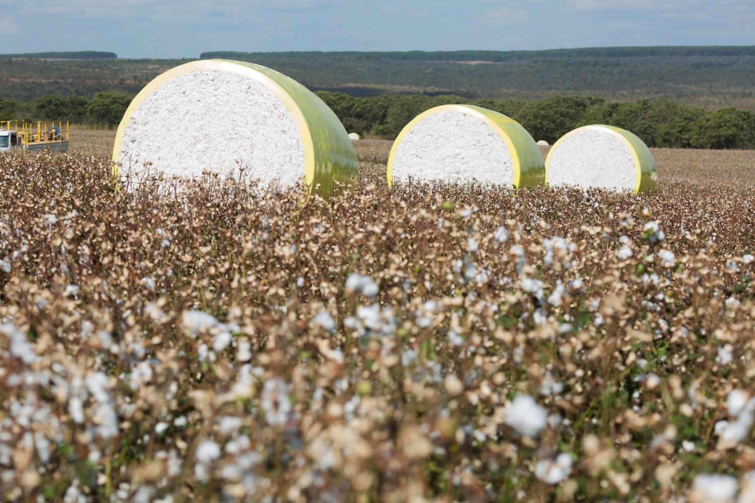 Algodão em pluma registra queda de preços e reduz diferença com paridade de exportação