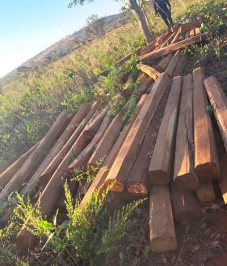 PM prende 2 homens por roubo de madeira em terra indígena