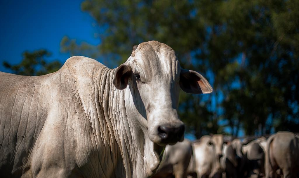 Brasil entrega Banco Nacional de Antígenos para Febre Aftosa à Argentina