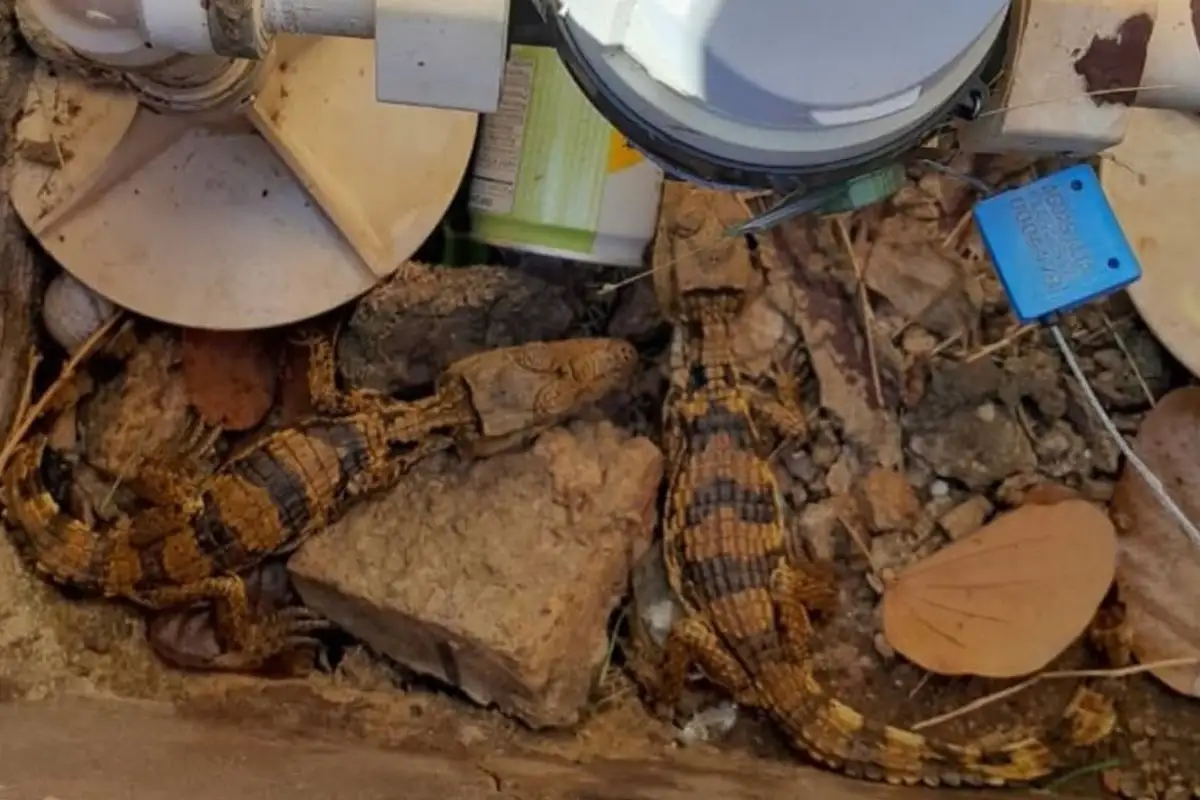 Filhotes de jacaré são encontrados entre hidrômetros em Alta Floresta