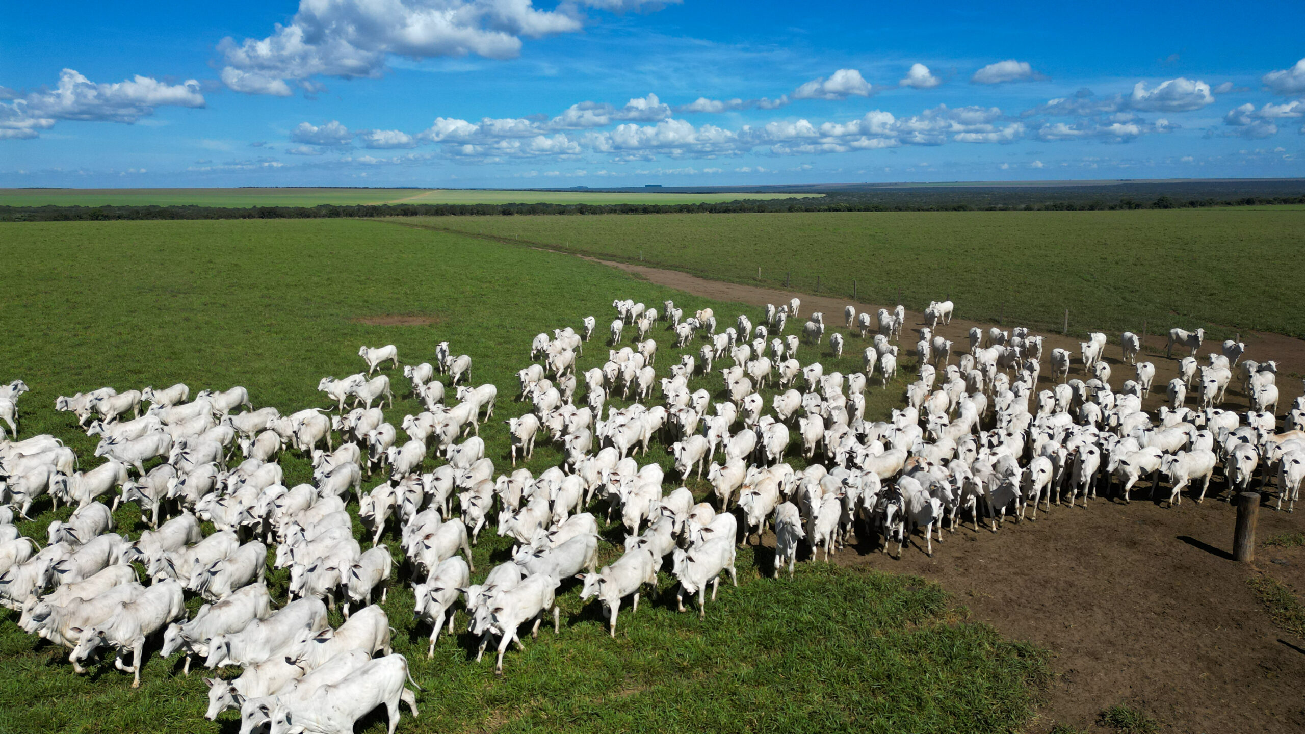 Pecuaristas de MT investem em genética e aumentam produtividade em 90,3% em 15 anos