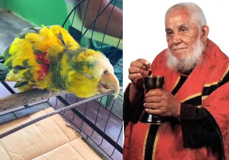 Papagaio de Frei Damião está vivo até hoje: tem quase 90 anos e emociona fiéis; vídeo