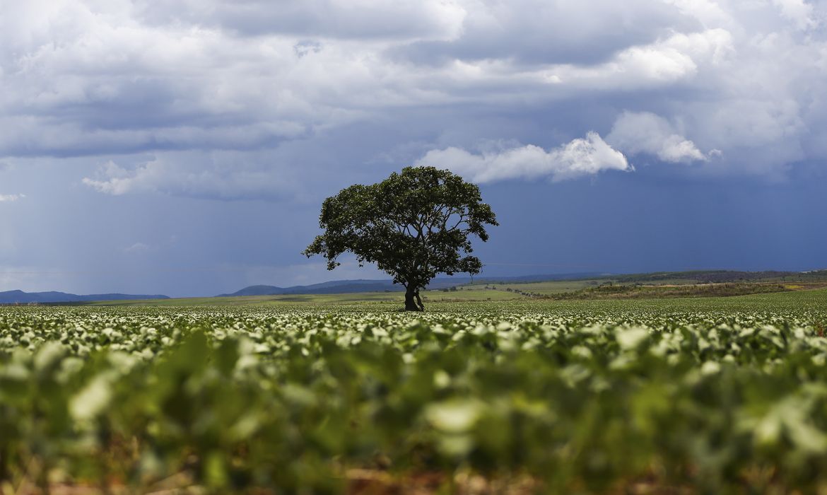 Cerca de 15% do crédito rural público vai para imóveis com alertas de desmatamento, aponta MapBiomas