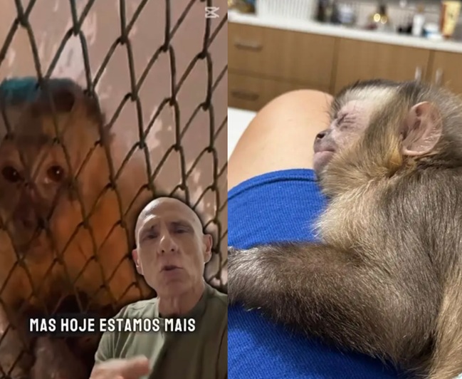 Justiça determina devolução de macaco com pata amputada a médico que o resgatou