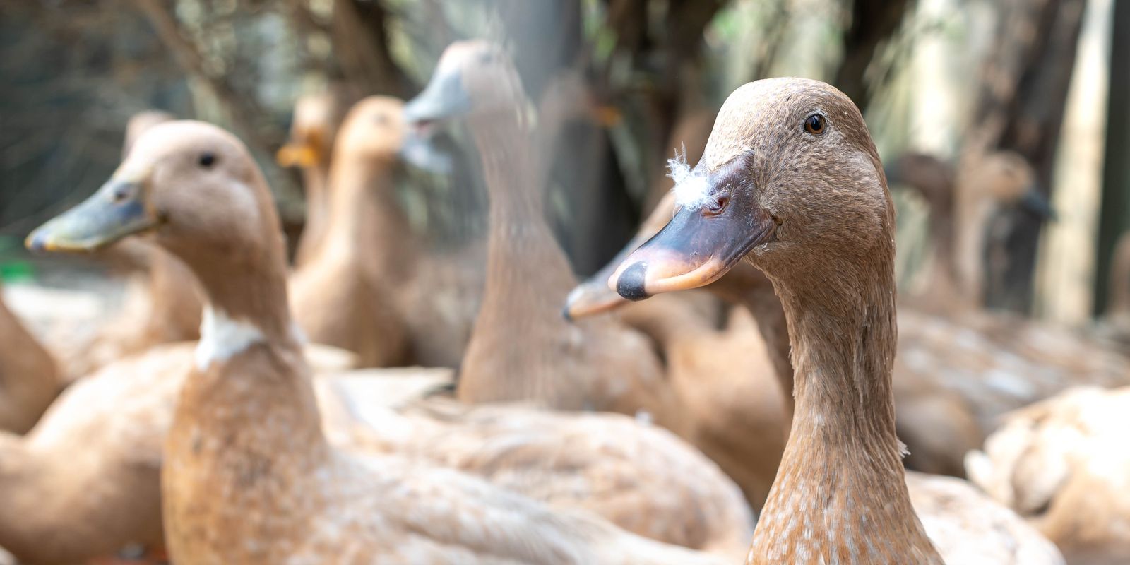 Sancionada lei que proíbe produção e comercialização de foie gras