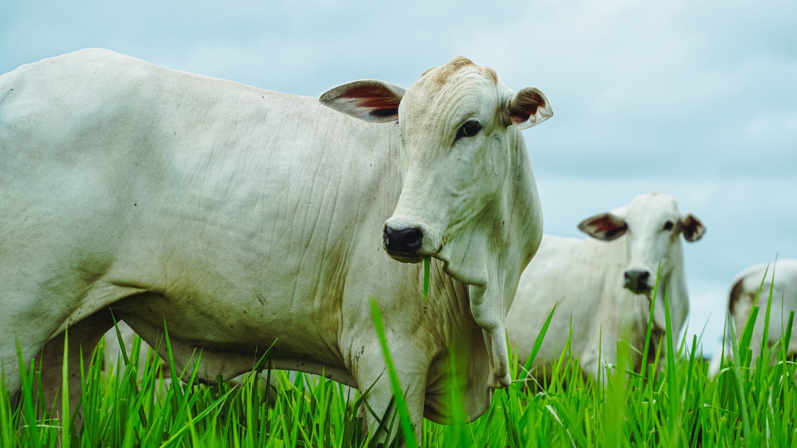 Pecuária de MT bate recorde e chega a 45% dos bovinos abatidos com até 24 meses