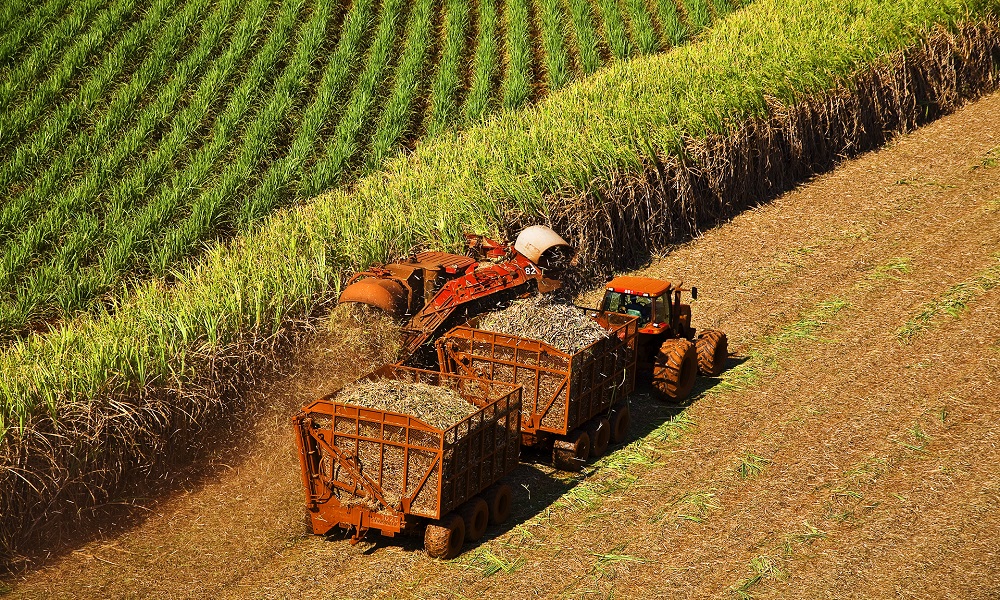 Parada operacional em usina de cana pode custar até R$ 1,22 milhão em 12 horas