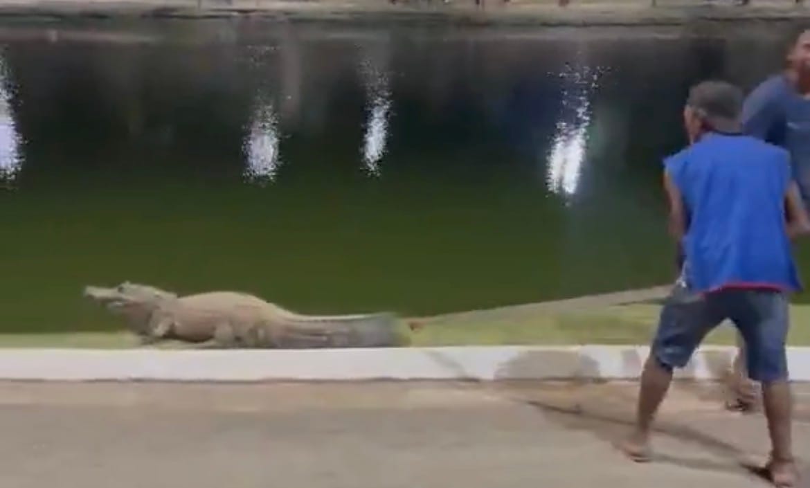 Tentativa de afugentar jacaré “Celso” no Parque das Águas chama atenção de frequentadores