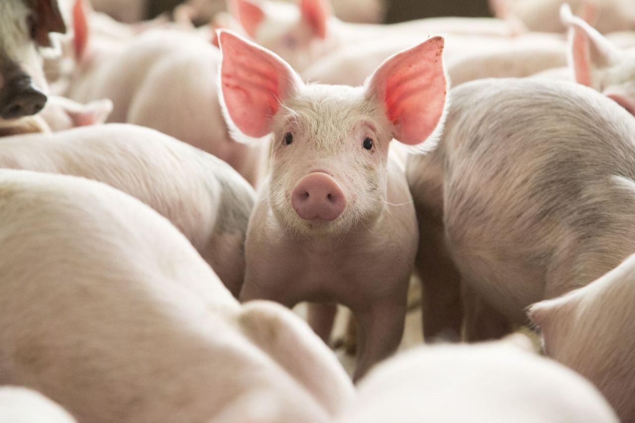 Brasil abre portas para exportações agropecuárias na China, Paraguai e Palau