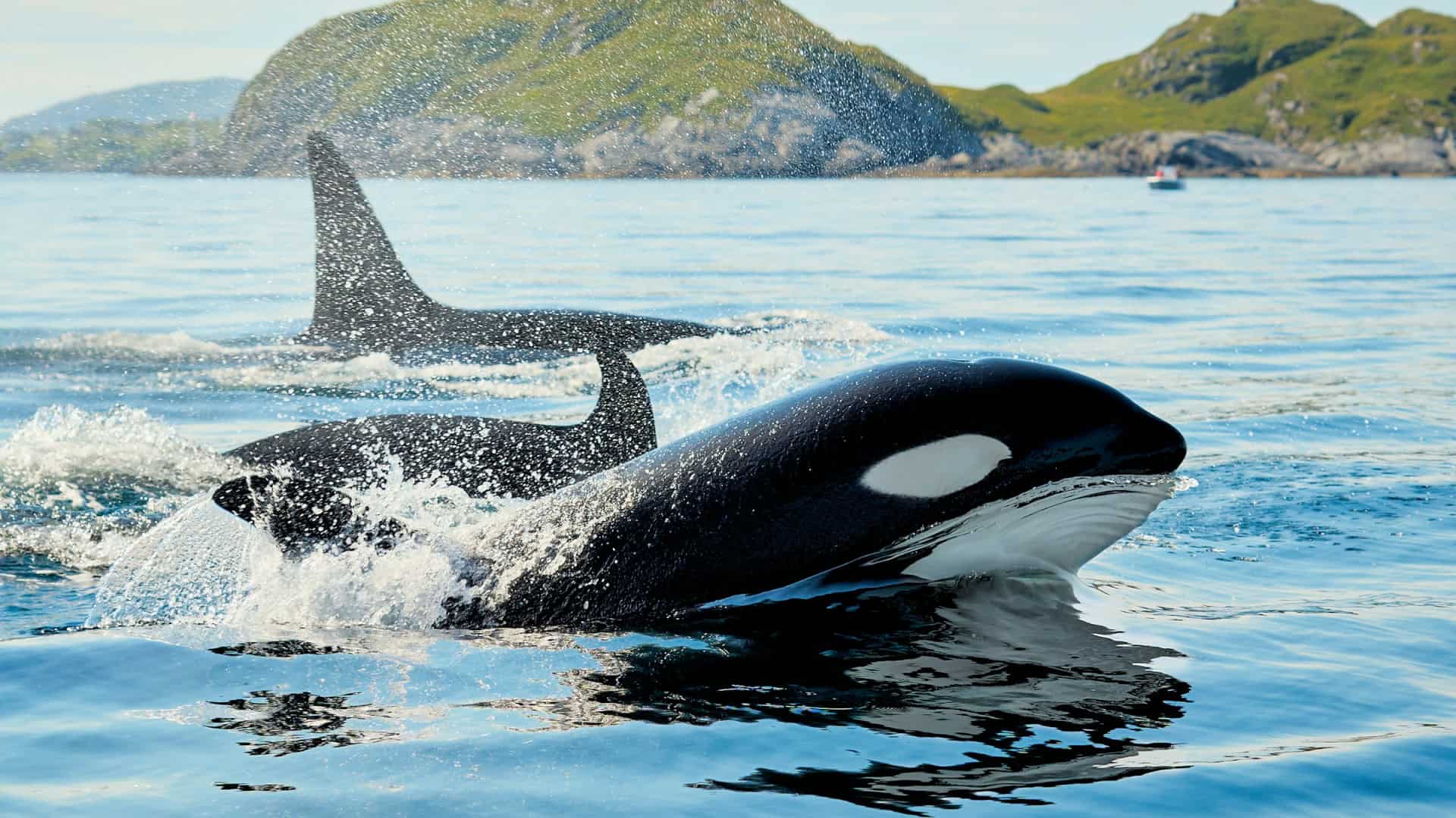 RIVALIDADE NOS OCEANOS: sons emitidos pela criatura das profundezas dá medo até nas orcas; vídeo